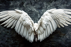 Wings on black background  , Generat, a Photo by LOGOCREATIVE