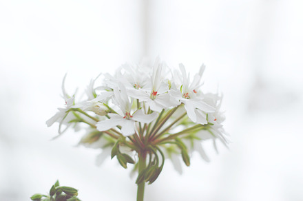 Simple white flowers