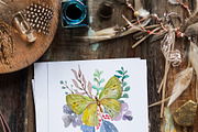 Butterflies and plants, collection, an Illustration by JaneLane (Thumbnail 5 of 5)