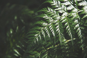 Forest Fern Leaf, a Background Photo by kristiangallagher