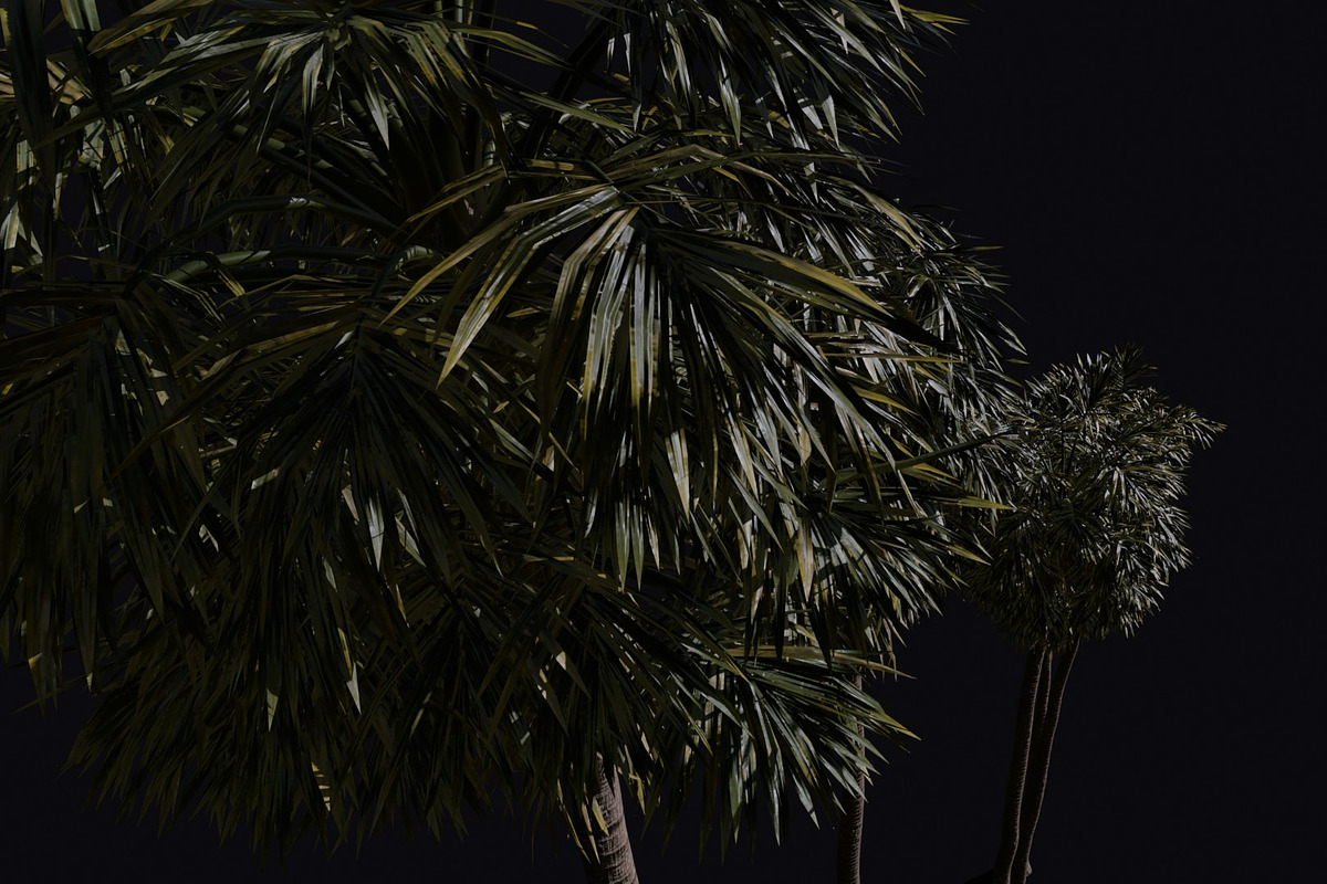The California Fan Palm Tree, a Plants & Tree 3D Model by FuturePastCreatives (Photo 6 of 8)