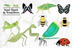 Insect Clipart - Bug Illustrations