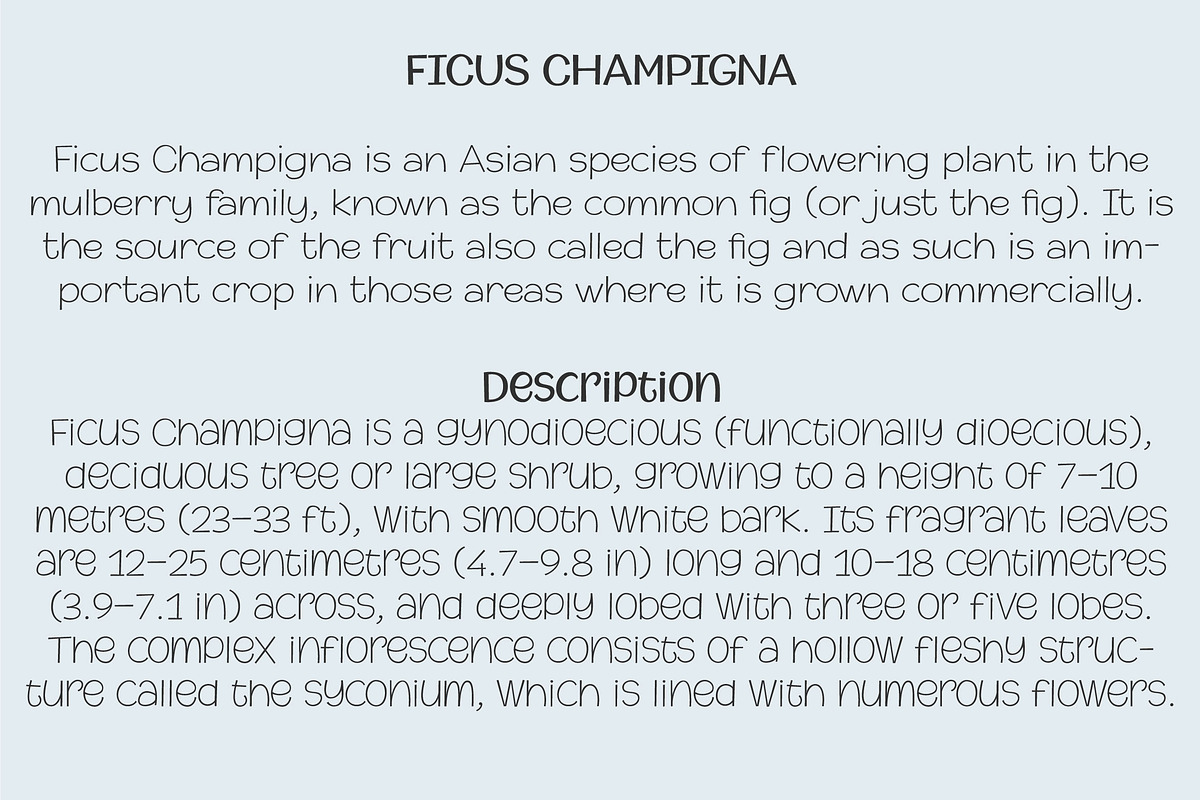 Champigna Comic Family preview 4