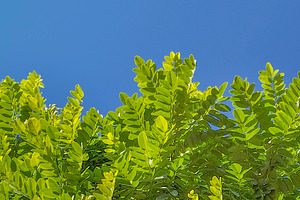 Green tree branches under clear blue sky, a Nature Photo by DanFLCreativo
