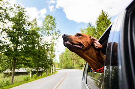 Dog looking out of car window featuring rhodesian, ridgeback, and golden