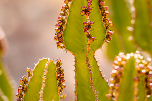 Desert Cactus Detail, a Nature Photo by THP Creative