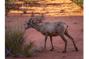 Bighorn sheep grazing among, an Animal Photo by Backyard Stock