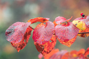 Japan Alpine Autumn & Winter Frost, a Nature Photo by Silent Nature (Thumbnail 1 of 6)