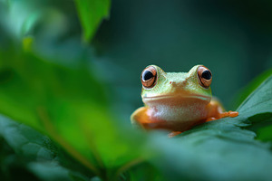 Frog sitting on green leaf in nature, a Photo by Beautiful things