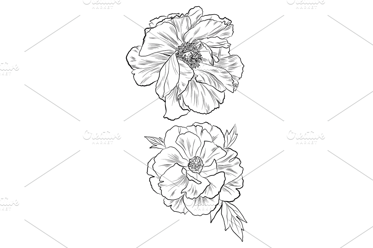 Delicate Peonies, an Object Graphic by VictoriaKStudio (Photo 3 of 6)