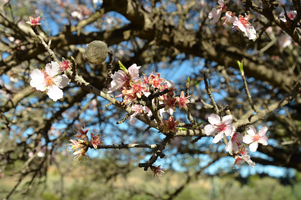 Almond Tree Blossoms Containing Nature Blossom And Almond preview 4