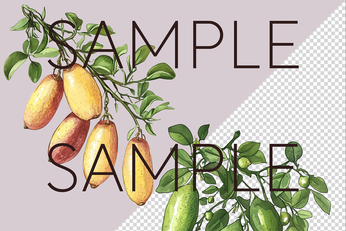 Finger Lime Clipart Australia Art, a Food Illustration by Pawcasso's ...