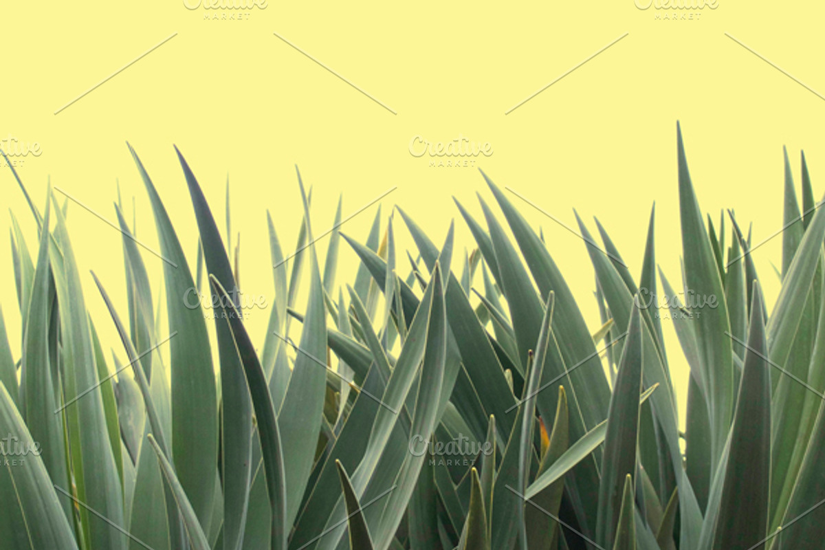 Candy Pop Plants Stock Photos, a Nature Photo by Dee Andreoli Photography (Photo 5 of 5)