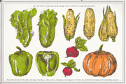 Vegetable collection 1, an Object Graphic by Siosay (Thumbnail 9 of 11)