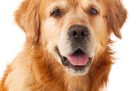 Cute pet featuring dog, pet, and golden, an Animal Photo by José Manuel Gelpi