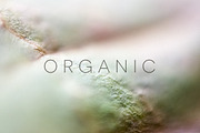 Organic | 20 Botanical Photos, a Nature Photo by Melanie Helena (Thumbnail 20 of 20)