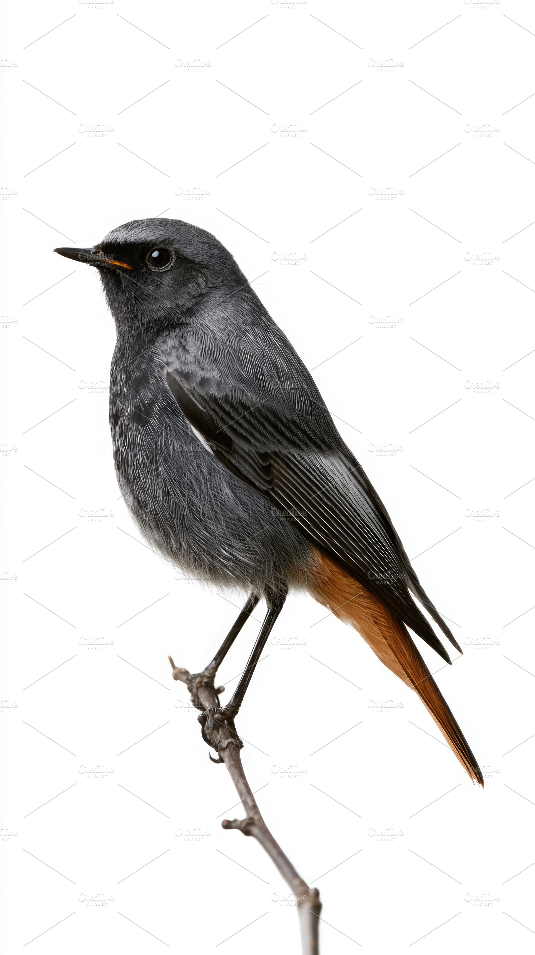 Black redstart perched on branch isolated on white background, an Animal Photo by José Manuel Gelpi