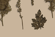 Umber Pressed Botanical PNG, an Object Graphic by Custom Scene (Thumbnail 7 of 8)