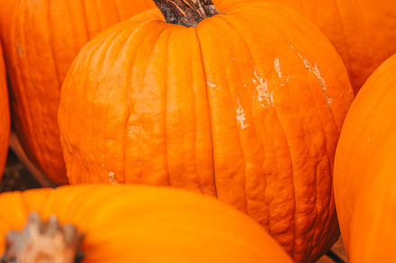 Large orange pumpkin at farmers market at pumpkin patch, a Person Photo by travnikovstudio