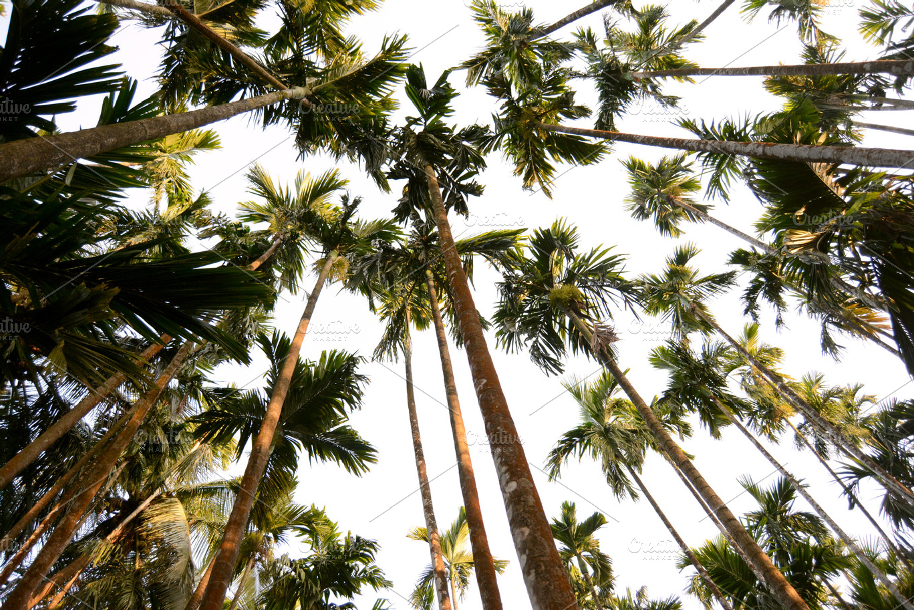 Palm Grove, a Nature Photo by Suzanne Appealin Photo