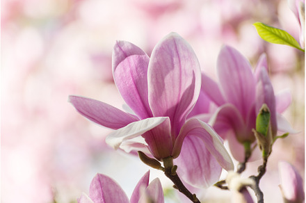 Magnolia Flower, a Nature Photo by JeanBet