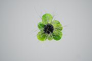 lettuce grean, a Food & Drink 3D Model by AndrewWhite (Thumbnail 7 of 16)