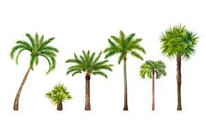 Realistic palm trees. 3d tropical, an Illustration by Stock-Smart-Start