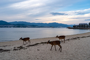 Deer walking on Miyajima beach at sunset, Japan, an Animal Photo by GoodGoods