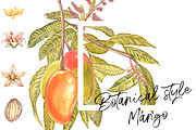 Mango clipart in botanical style, a Food Illustration by Ann Astro (Thumbnail 5 of 10)