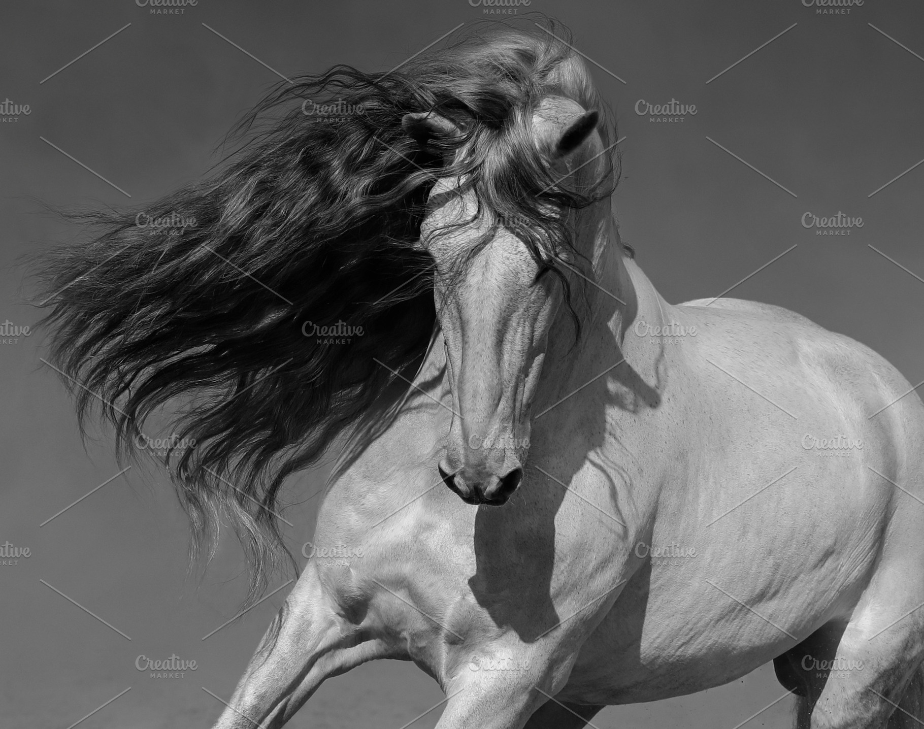 Black-and-white portrait of horse, an Animal Photo by Horses and Dogs