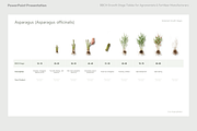 BBCH Growth Stages, Leafy & Herbs, a Presentation Template by Ilia Design (Thumbnail 6 of 9)