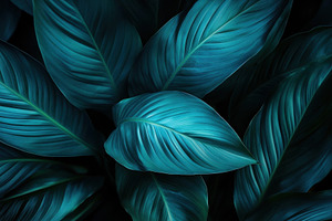 A close-up view of spathiphyllum, a Photo by Pavel_design