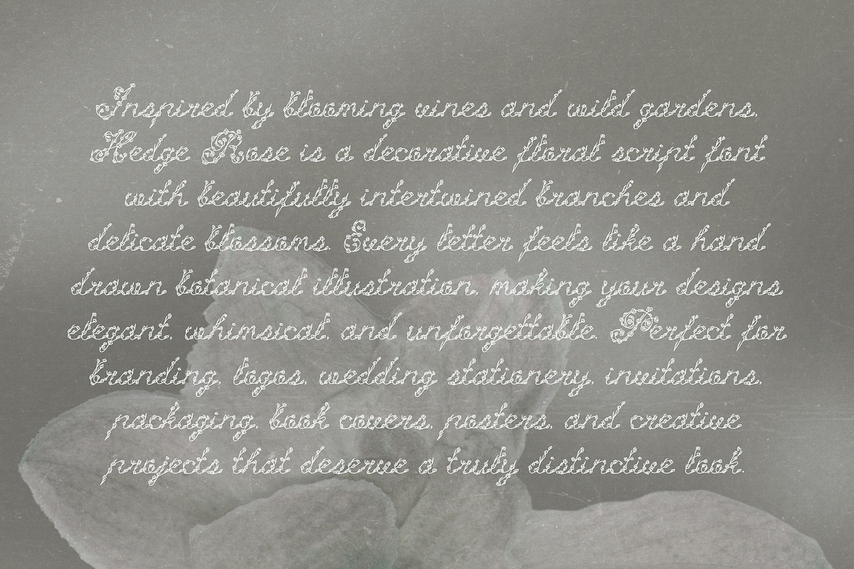 Hedge Rose Decorative Floral Script, a Script Font by AnMark (Photo 3 of 10)
