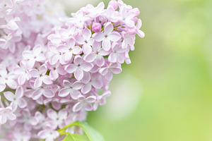Purple lilac flowers macro background, a Nature Photo by Vapi