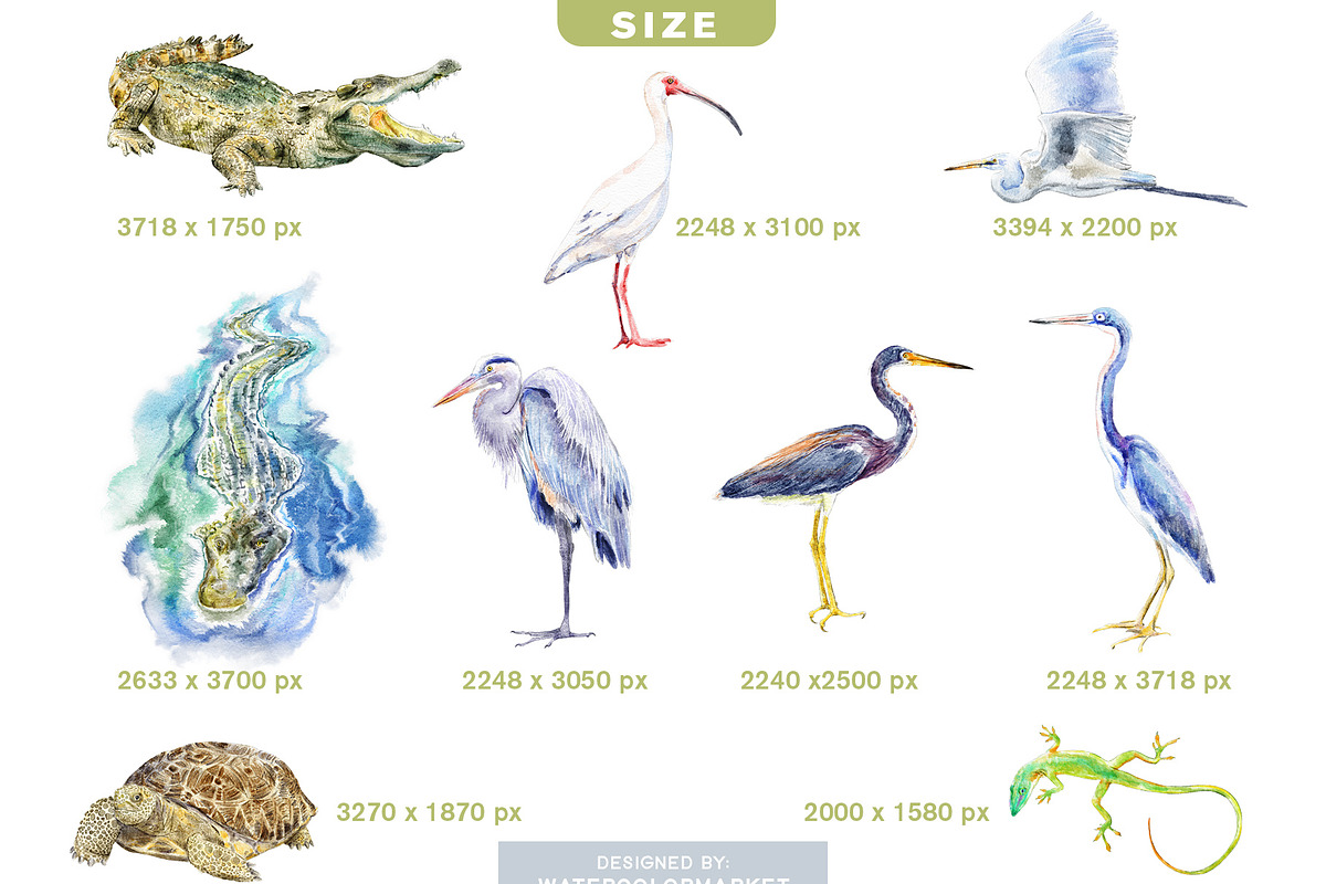 Swamp Animals Clipart, an Animal Illustration by Dora Katona (Photo 3 of 4)