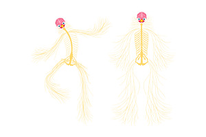 Cute human central nervous system, a Healthcare Illustration by Stock-Smart-Start