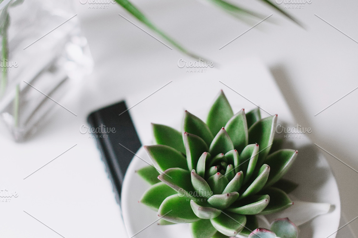 Succulent mini bundle featuring succulent, fresh, and green, an Arts & Entertainment Photo by Light & Grace (Photo 4 of 4)