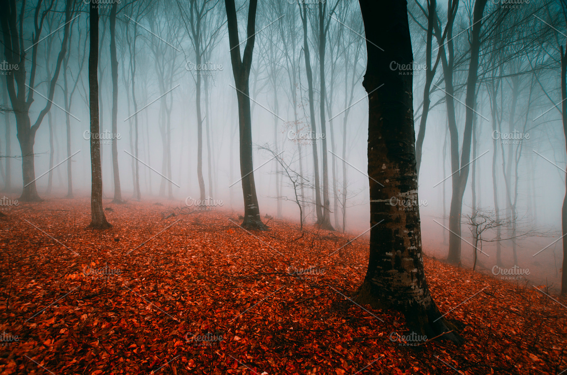 Mysterious surreal autumn forest, a Nature Photo by Atmospheric visuals