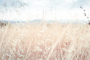 Walking through golden meadow grass containing ground, meadows, and