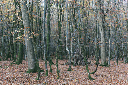 Forest containing forest, woods, and trees