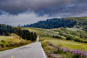 Winding Road Through Lupine Hills