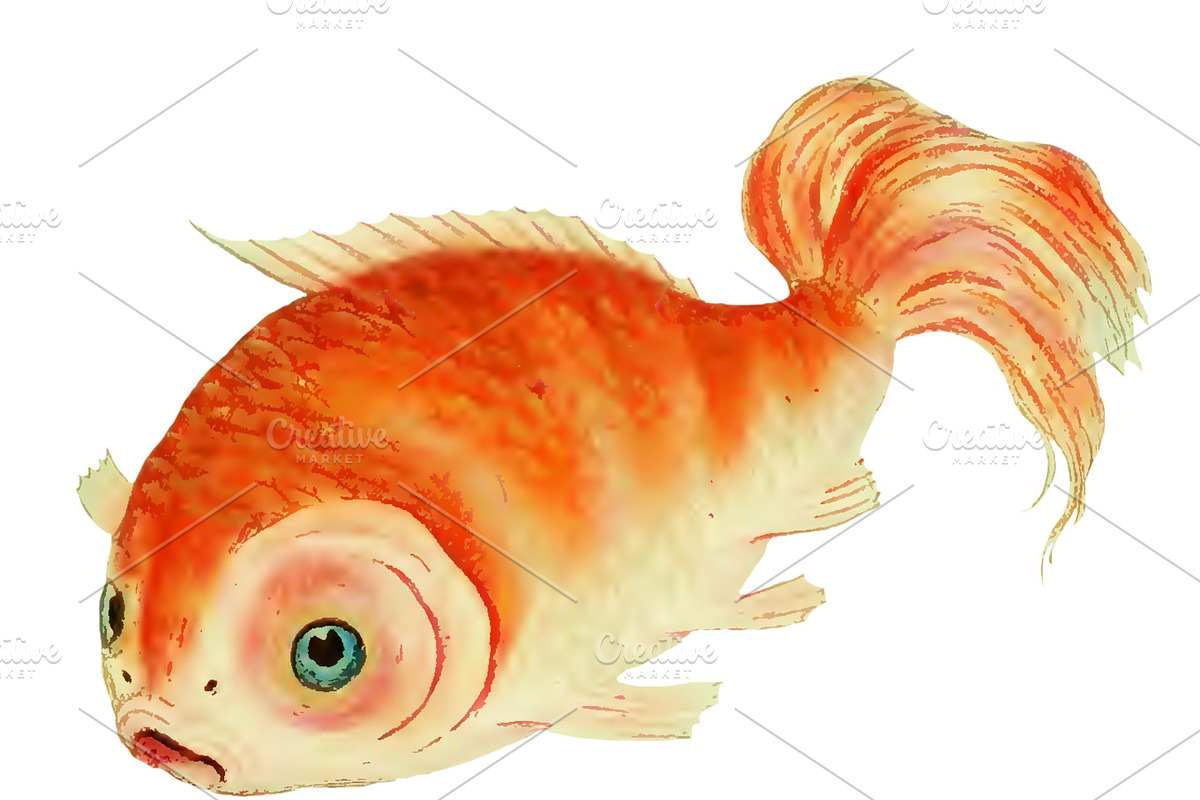 Japanese Koi Images, a Graphic by Digital Vintage (Photo 7 of 7)