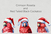 Christmas Australian Native Birds, a Seasonal Illustration by Pawcasso's Portraits (Thumbnail 2 of 9)