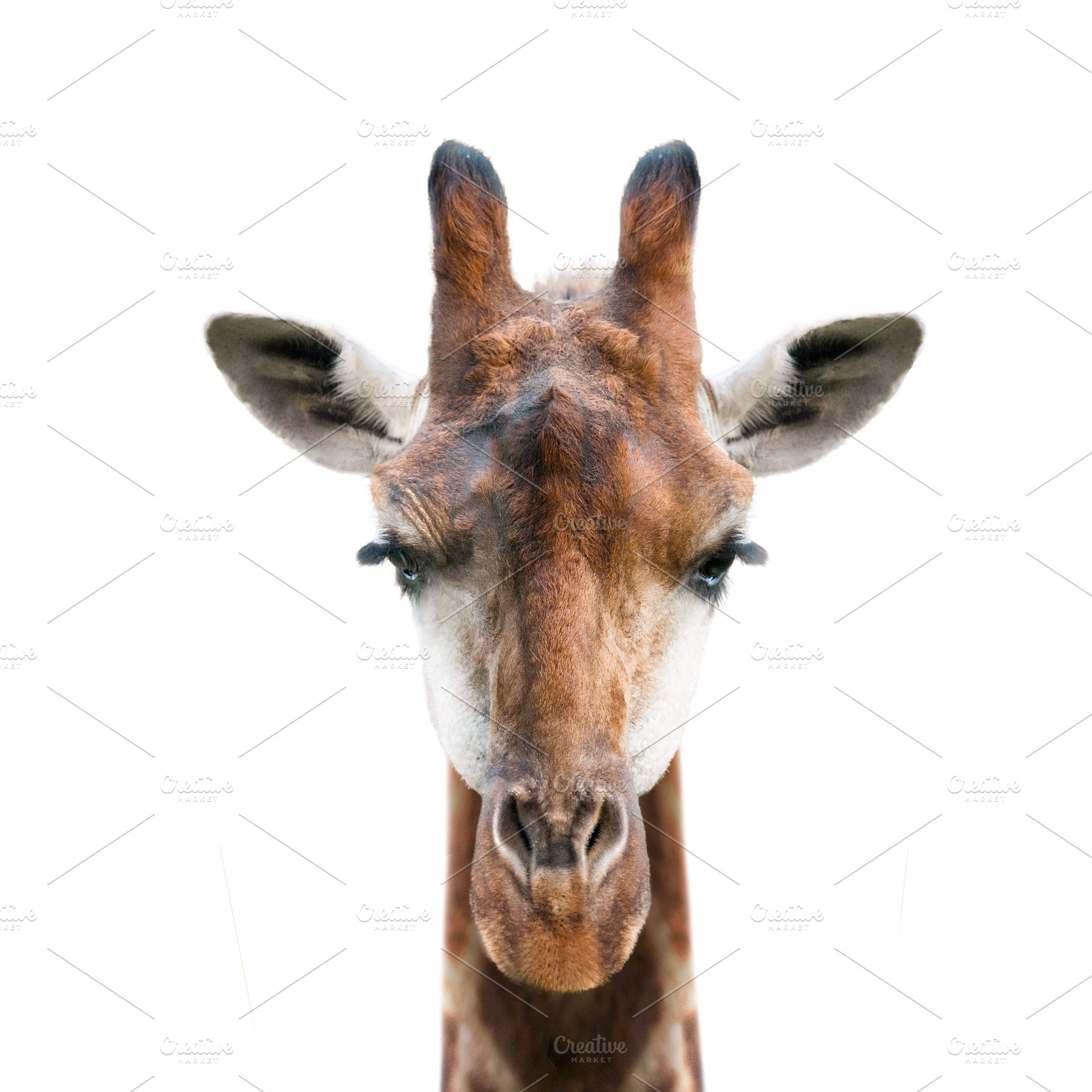 Giraffe face isolated on white, an Animal Photo by Olgait