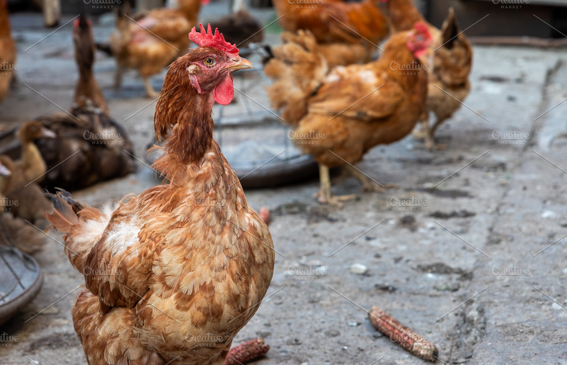 Free Range Chickens Outdoors, an Animal Photo by Ales Munt