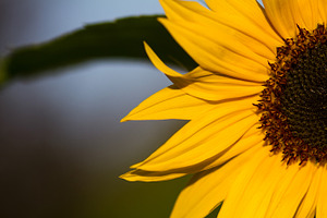 Sunflower close-up in nature.