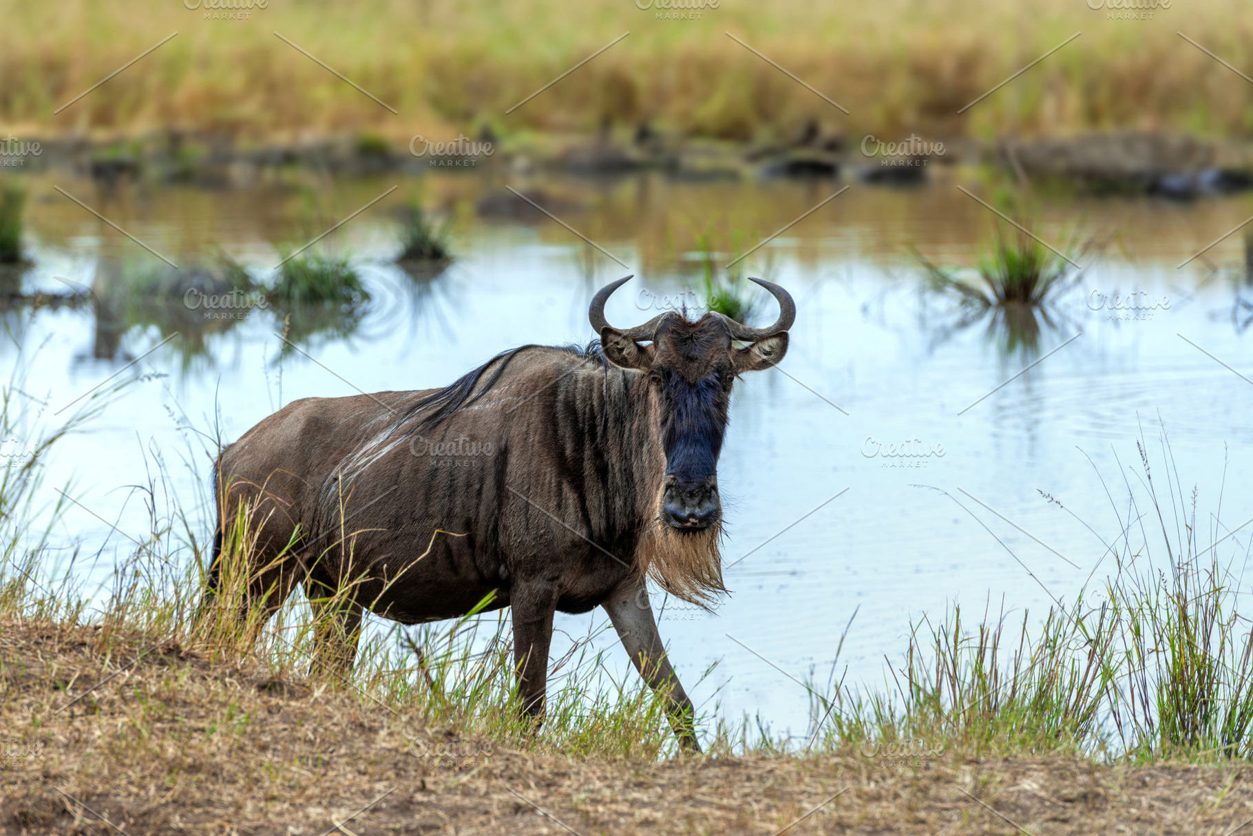 Wildebeest standing by water, an Animal Photo by Byrdyak