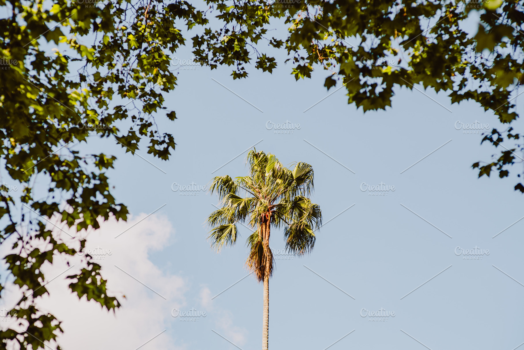 Palm tree framed by green leaves, a Nature Photo by SkyNext