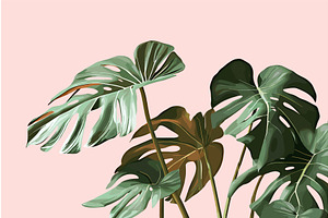Tropical monstera palm leaves, an Object Illustration by Valerie Bodnar
