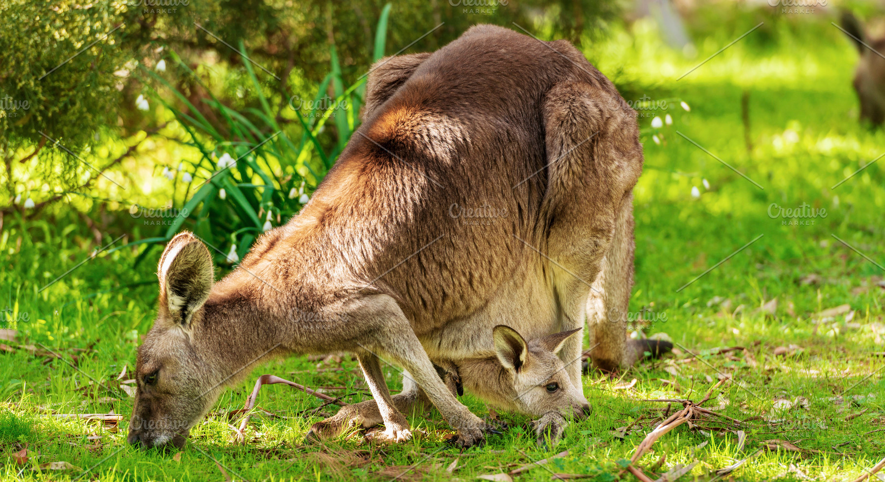 Kangaroo And Joey, an Animal Photo by THP Creative